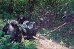 Mahale Mountain Chimpanzees
