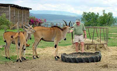 Simon, Boomerang and two young eland